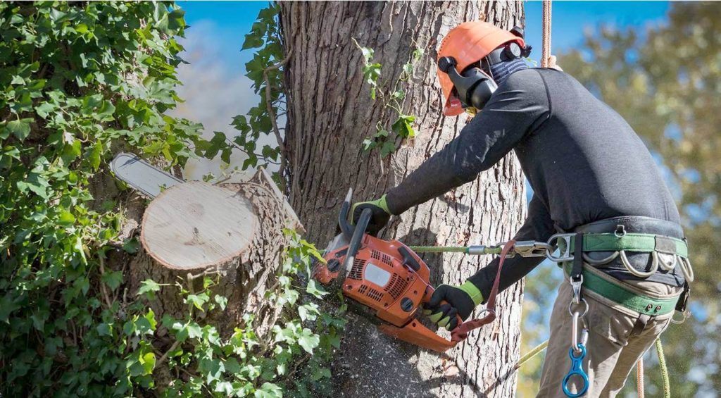 tree service nassau county florida